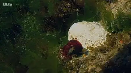 BBC - The Secret Life of Rockpools (2013)