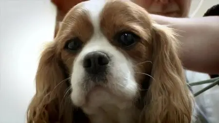 BBC - Pedigree Dogs Exposed: Three Years On (2012)