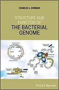 Structure and Function of the Bacterial Genome