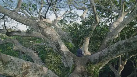 Il était une forêt / Once Upon A Forest / Однажды в лесу (2013) [ReUp]
