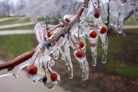 Frozen Cherry Trees