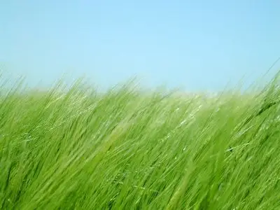 Green_Nature_Wallpaper_Part3