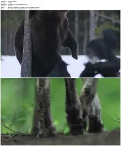 Wolf vs Bear (2018)