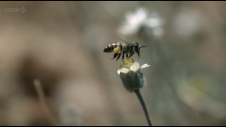 BBC Natural World - Queen of the Savannah (2012)