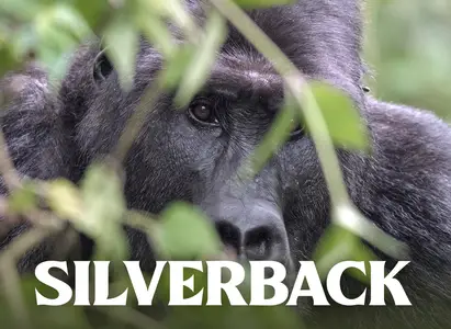 PBS - Nature: Silverback (2024)