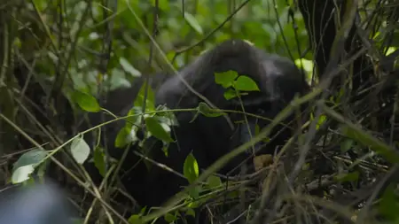 PBS - Nature: Silverback (2024)