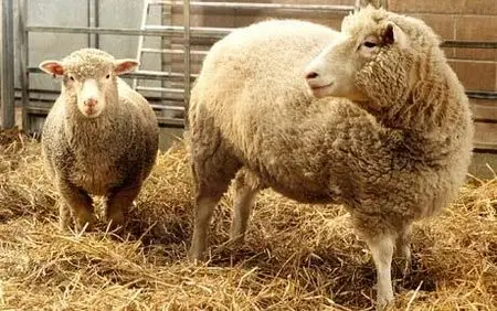 Discovery Channel - Dolly: The First Cloned Sheep (2006)