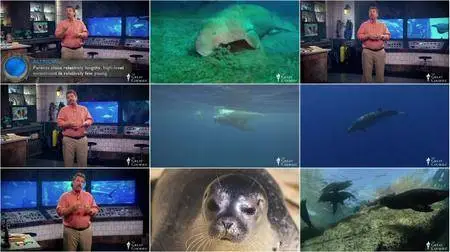 TTC Video - Life in the World's Oceans