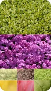 Textures - Flower