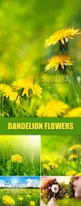Stock Photo - Dandelion Flower