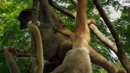 Brazil – A natural History (2015)