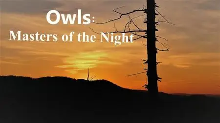 Doclights - Owls: Masters of the Night (2020)