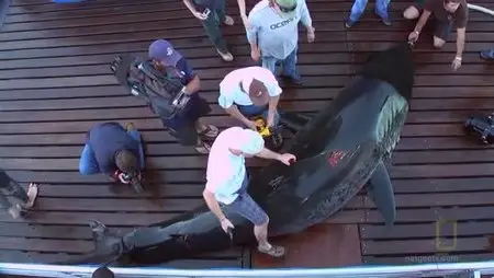 Nat Geo - Expedition Great White Life and limb