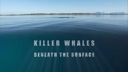 BBC Natural World - Killer Whales: Beneath the Surface (2013)