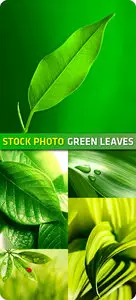 Stock Photo - Green Leaves