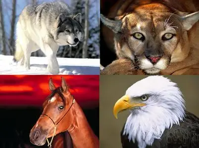 40 VHQ Animal Photographs Vol 1