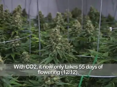 See More Buds Vol.3, "Perfect Garden"