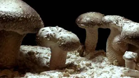 BBC - The Magic of Mushrooms (2014)