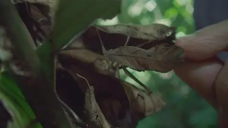Il était une forêt / Once Upon A Forest / Однажды в лесу (2013) [ReUp]