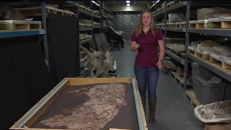 Coursera - Dino 101: Dinosaur Paleobiology