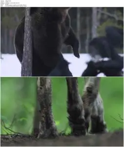 Wolf vs Bear (2018)