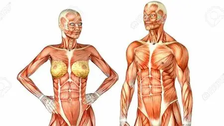 Human Skeletal system Part 1- The upper Limb