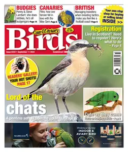 Cage & Aviary Birds - 11 September 2024