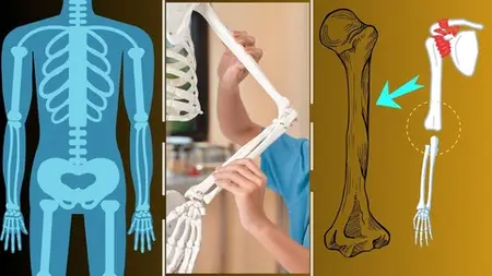 Anatomy:Bones: Upper Limb:Part 2