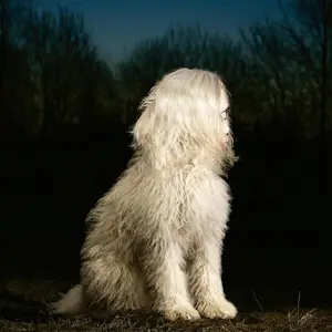 Juana Molina - DOGA (2025) (Hi-Res)