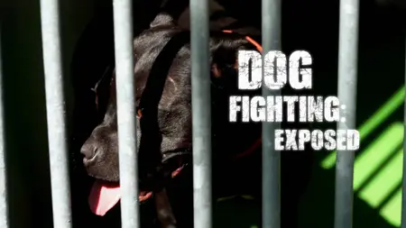 BBC Spotlight - Dog Fighting: Exposed (2025)