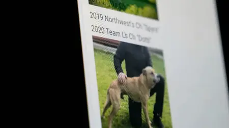 BBC Spotlight - Dog Fighting: Exposed (2025)