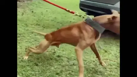 BBC Spotlight - Dog Fighting: Exposed (2025)