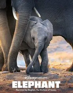 Elephant (2020) [MultiSubs]
