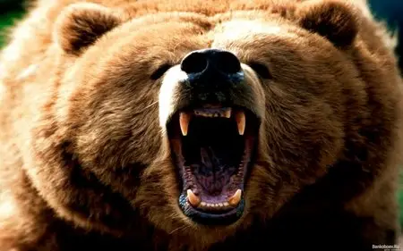 Wallpapers - Animals(pack 3)