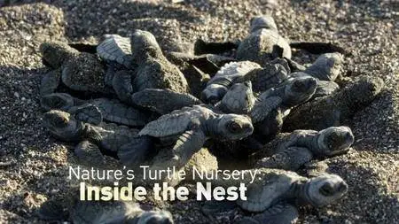 BBC - Nature's Turtle Nursery: Inside the Nest (2018)