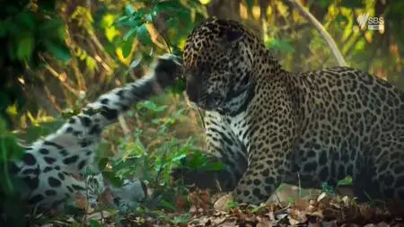 Brazil – A natural History (2015)