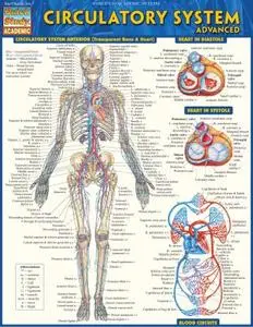 Circulatory System Advanced (Quick Study: Academic)