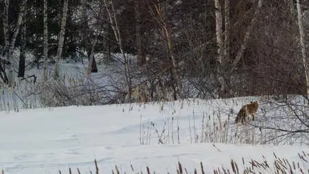 CBC The Nature of Things - The Wild Canadian Year: Winter (2017)