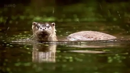 BBC - Springwatch Guide to Otters (2013)