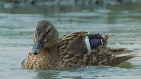 BBC Natural World - My Halcyon River (2002)