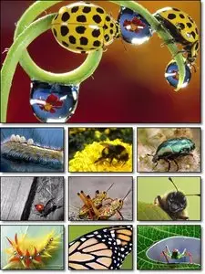 Instects and Arachnids Wallpapers