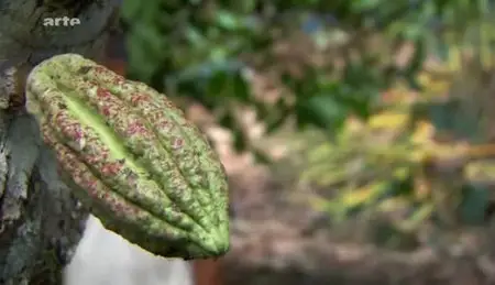 (Arte) Équateur, l'autre pays du chocolat (2012)
