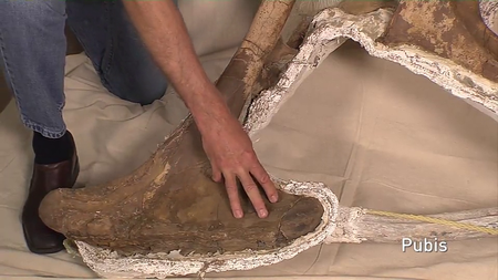 Coursera - Dino 101: Dinosaur Paleobiology