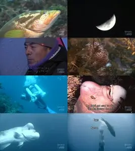 Discovery Channel - Nature's Unique Angles: The Monster of the Sea (2006)