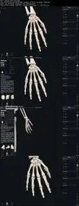 Human Skeletal system Part 1- The upper Limb