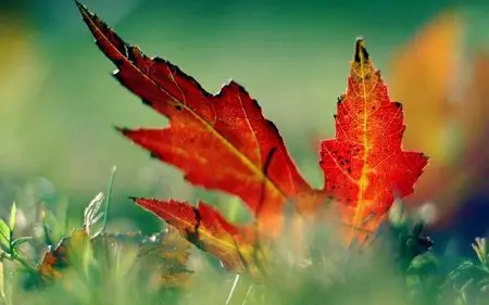 Autumn Wallpapers (HQ)