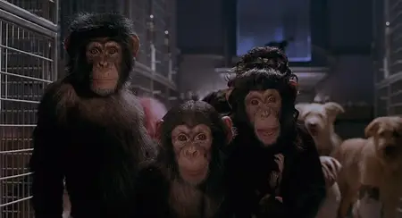 Babe: Pig in the City (1998)