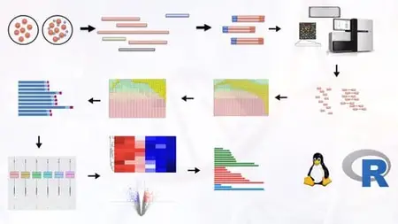 Hands-On Rna-Seq Analysis Crash Course: From Fastq To Degs