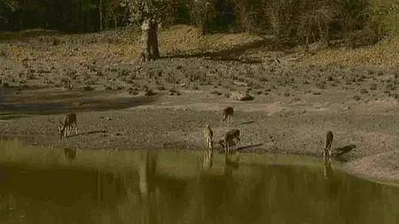 BBC - Natural World: Tiger Kill (2008)