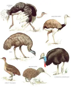 Dr. Philip Whitfield, Longman's Illustrated Animal Encyclopedia - Birds